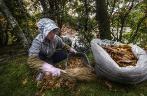 Pickup of Leaves Kyoto