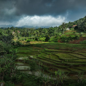 Java, ricefield, André Alessio, Graphylight, trees, arbres