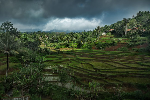 Java, ricefield, André Alessio, Graphylight, trees, arbres