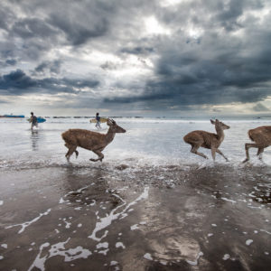 Java, Beach, deers, sea, André Alessio