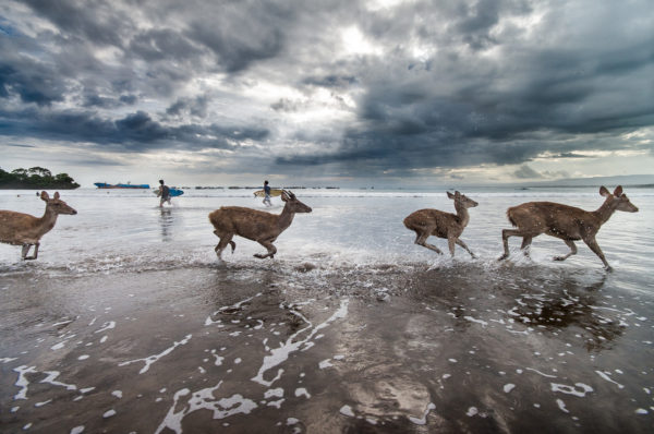 Java, Beach, deers, sea, André Alessio